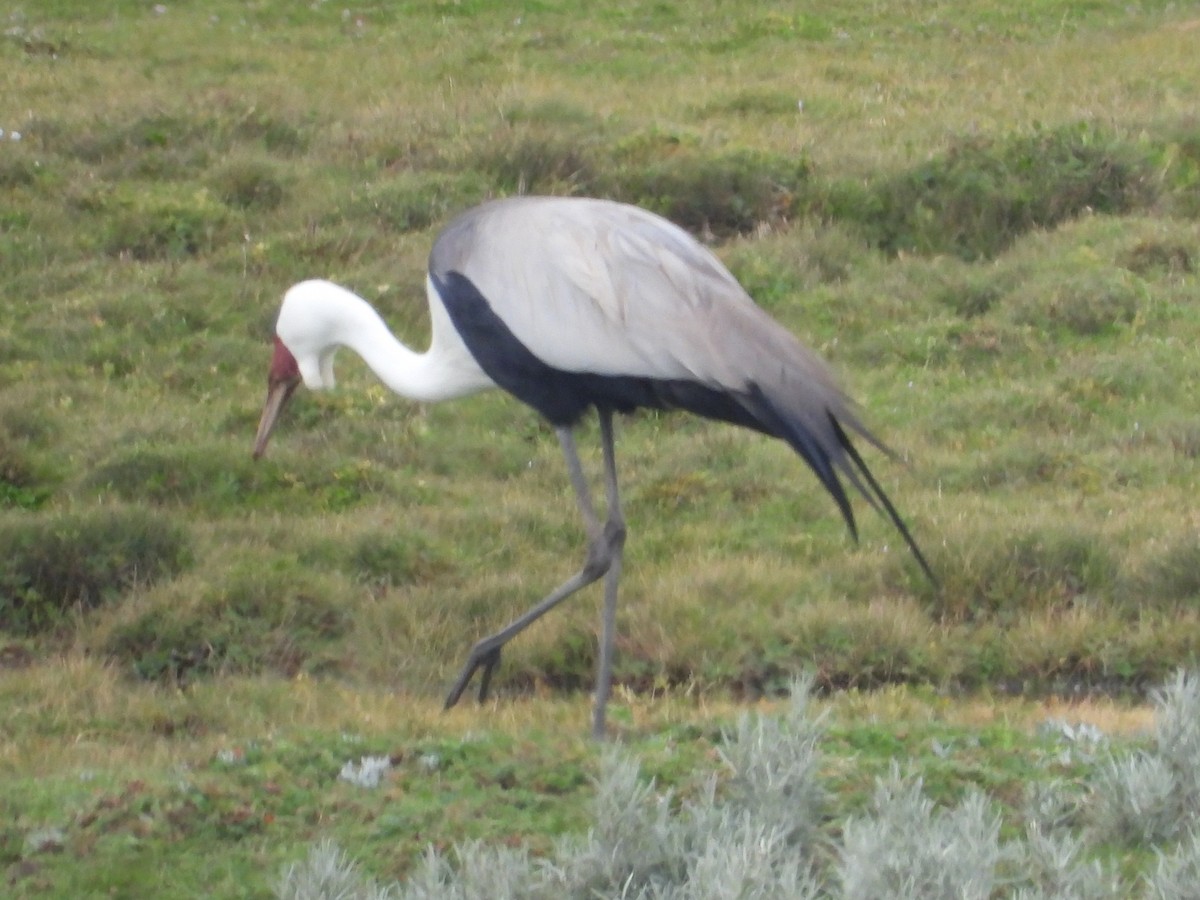 Wattled Crane - ML623038922