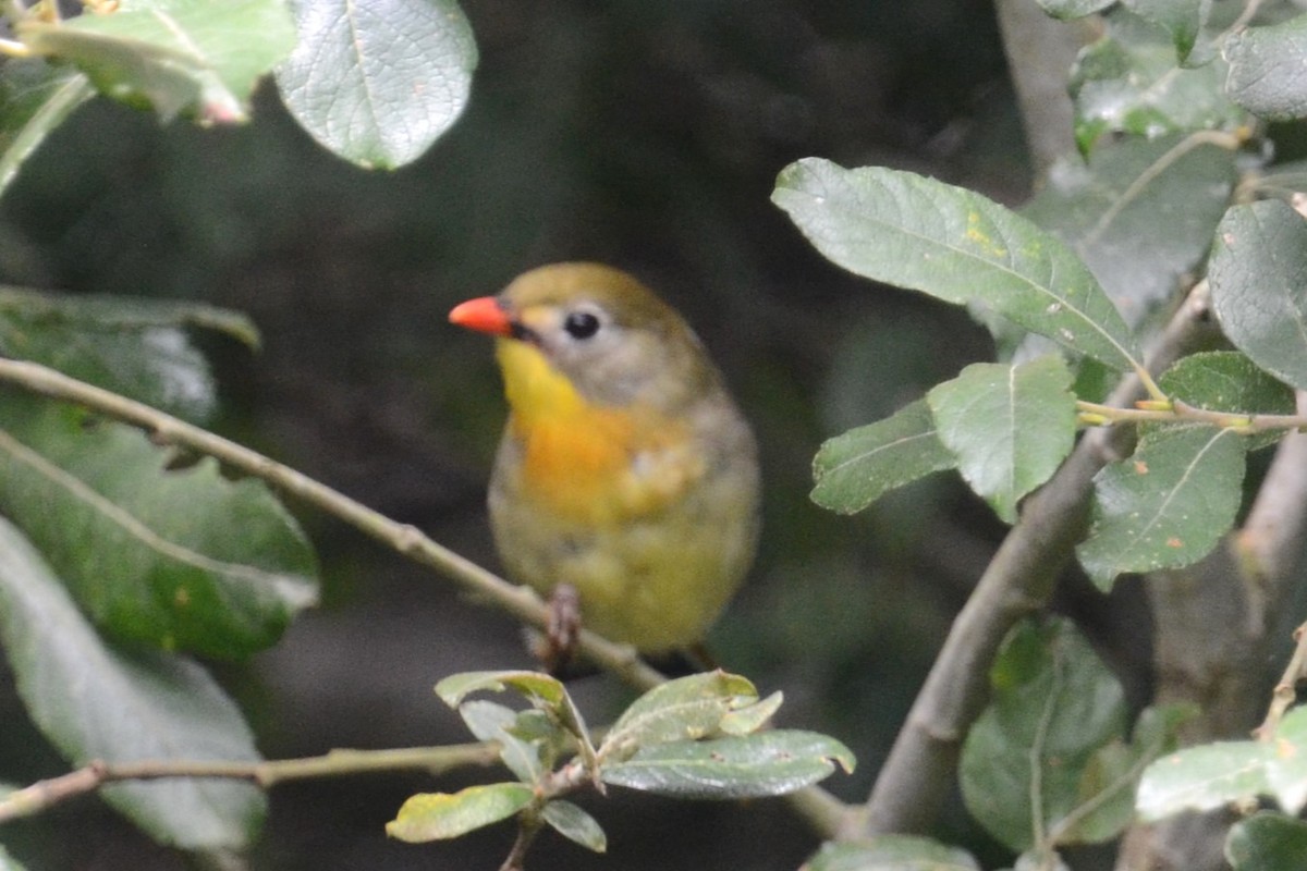 Red-billed Leiothrix - ML623038932