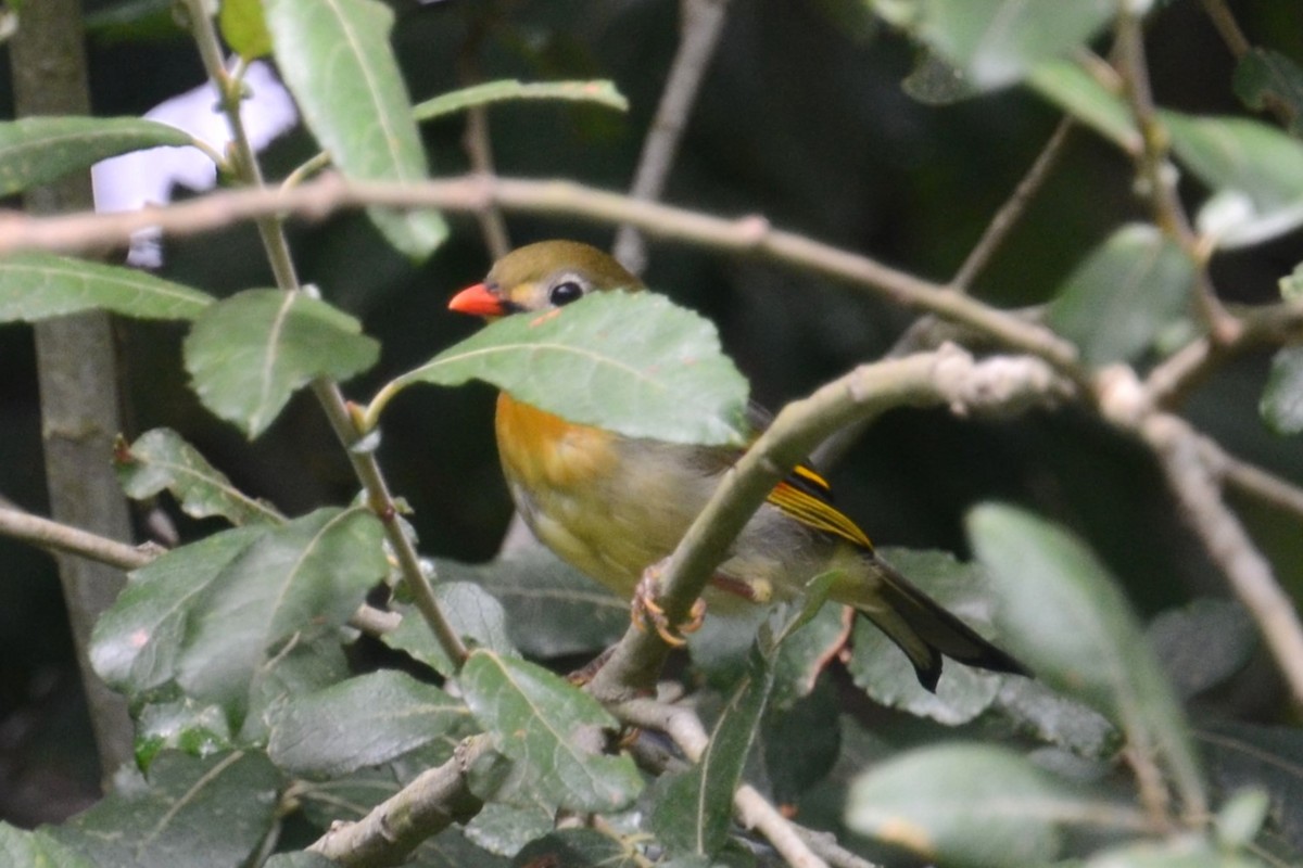 Red-billed Leiothrix - ML623038933