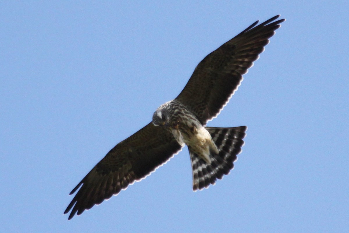 Mississippi Kite - ML623039000