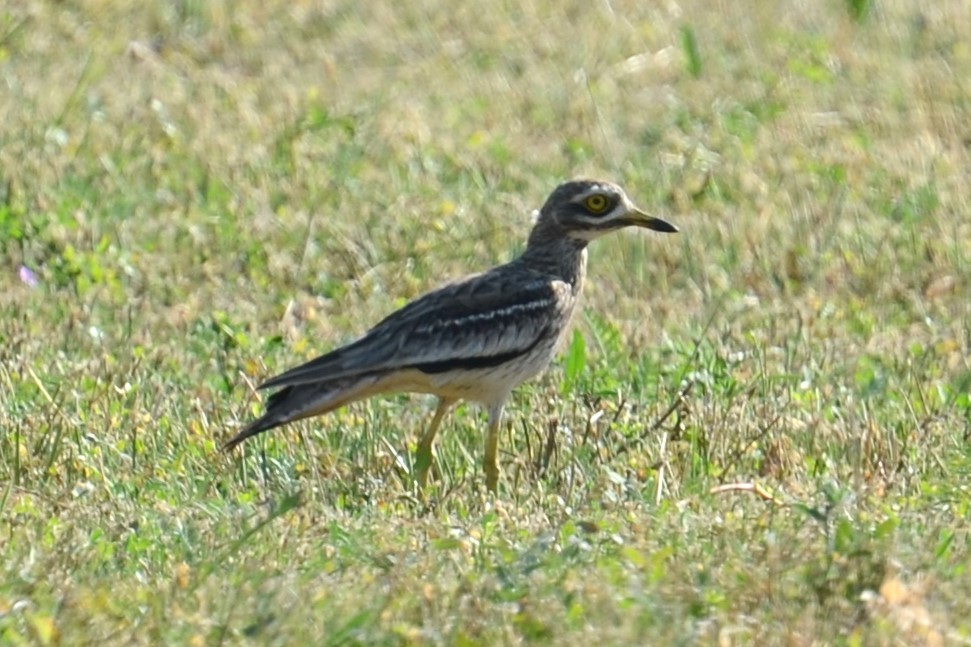 Eurasian Thick-knee - Alain Rouge