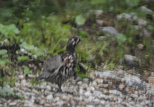 Hazel Grouse - ML623039077