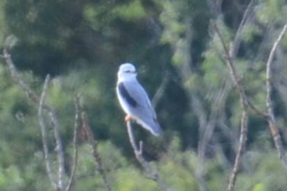 Black-winged Kite (African) - ML623039078