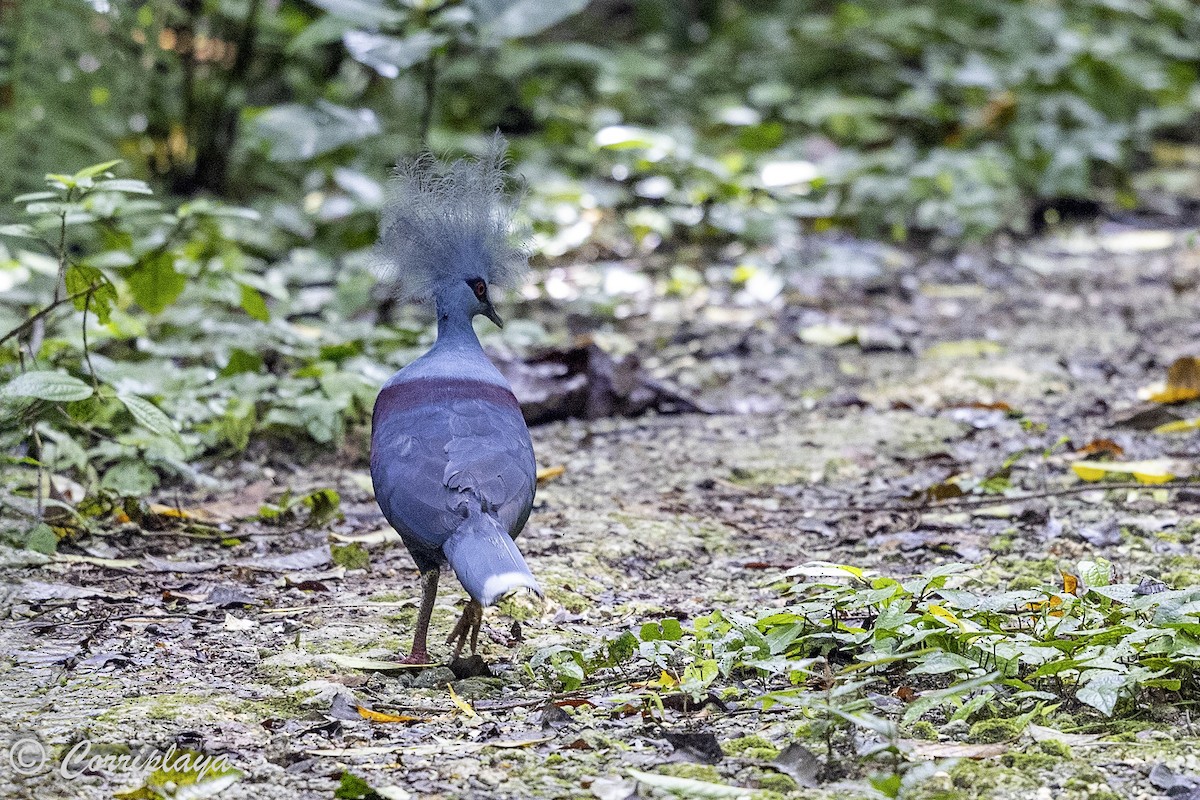 カンムリバト - ML623039081