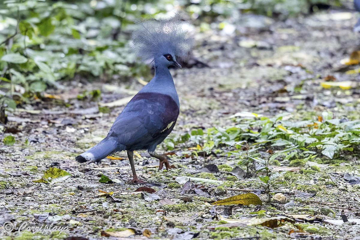 カンムリバト - ML623039082