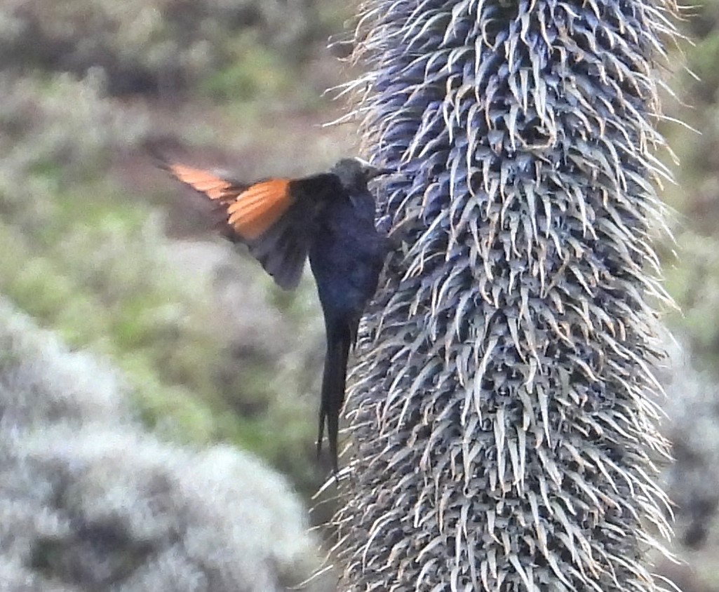 Slender-billed Starling - ML623039089