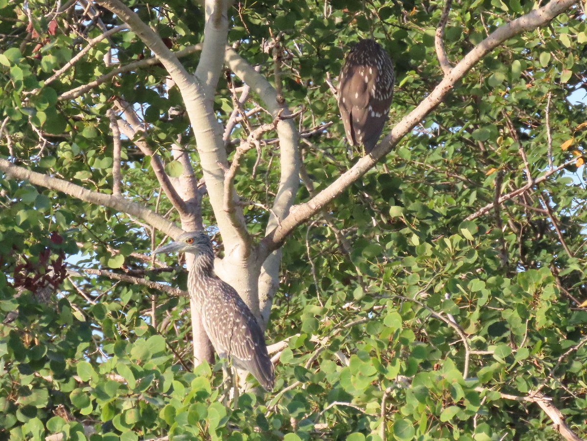 Yellow-crowned Night Heron - ML623039116