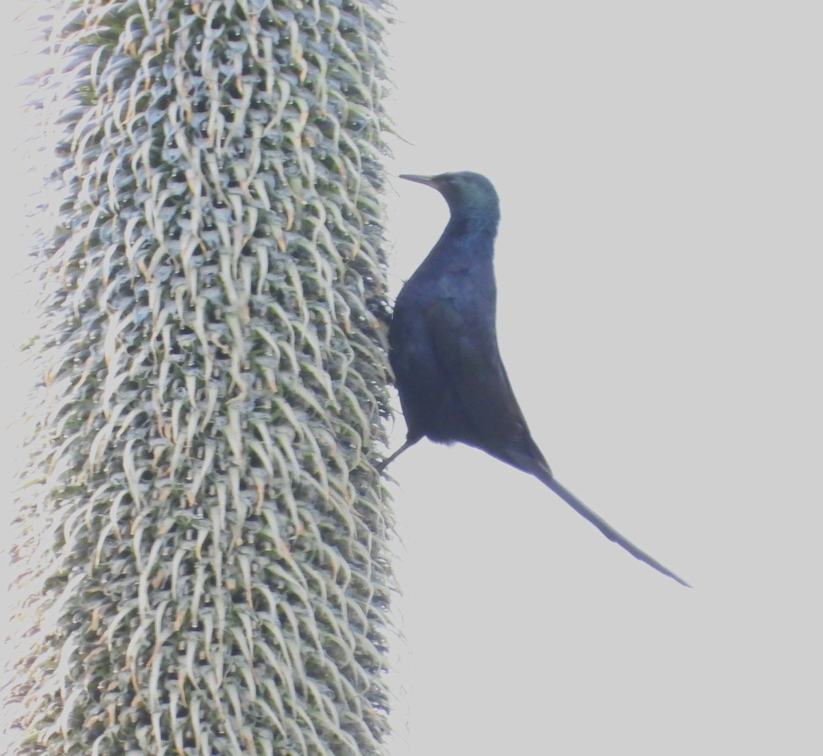 Slender-billed Starling - ML623039124