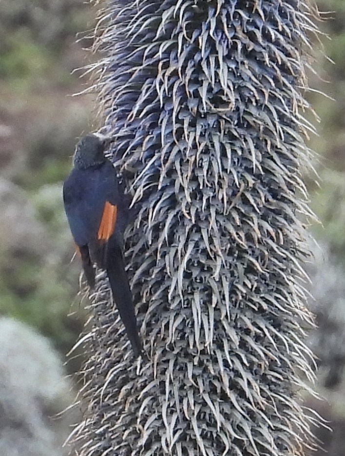 Slender-billed Starling - ML623039145