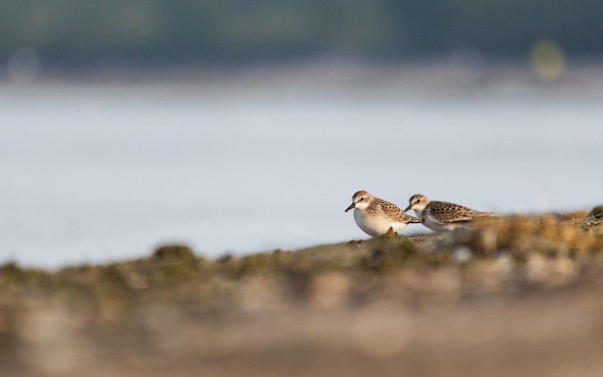 sandsnipe - ML623039157