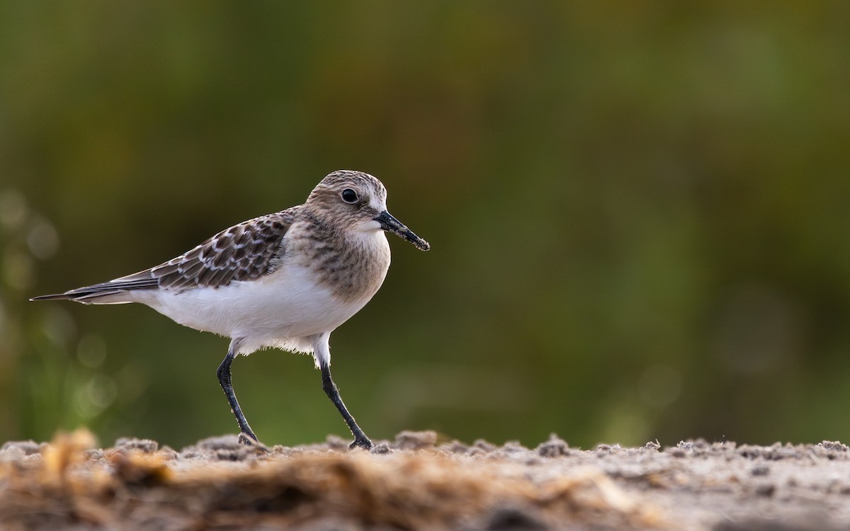 gulbrystsnipe - ML623039165