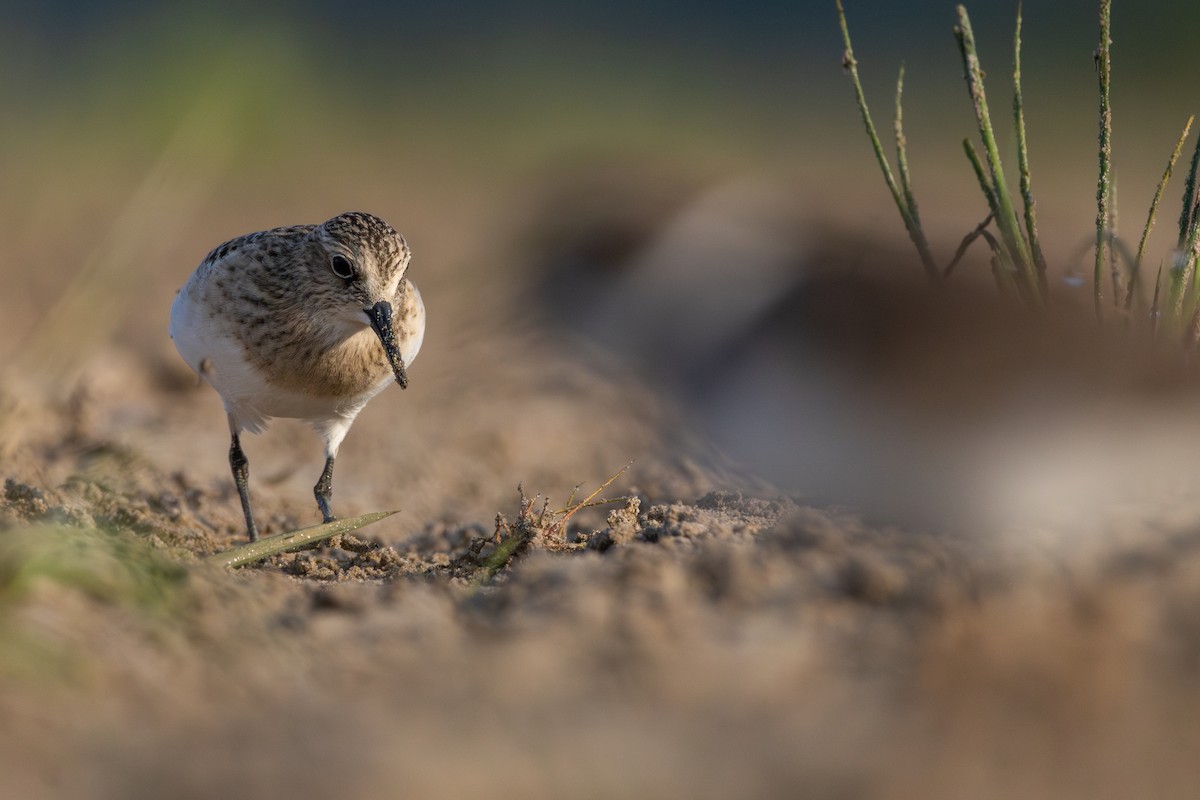 gulbrystsnipe - ML623039169