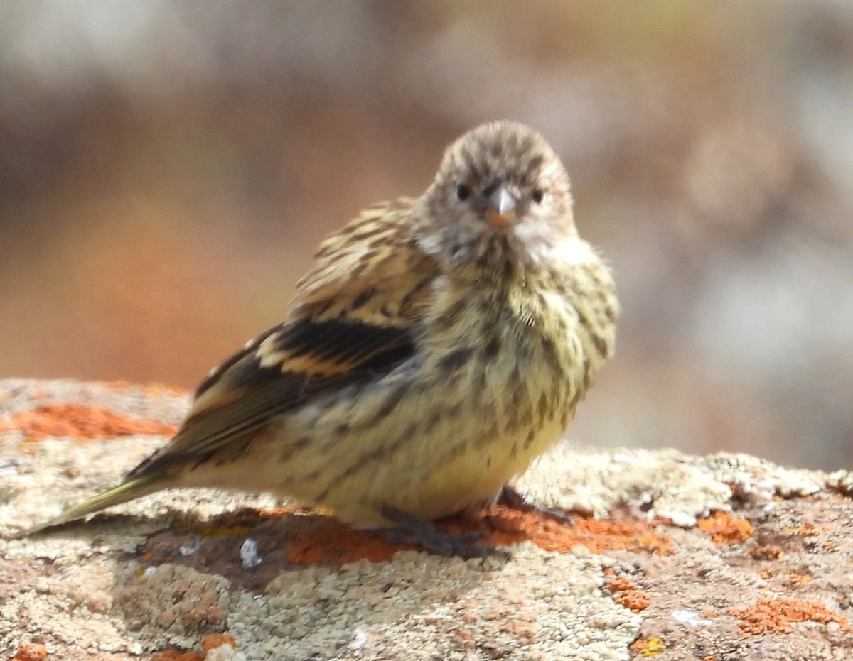 Ethiopian Siskin - ML623039178