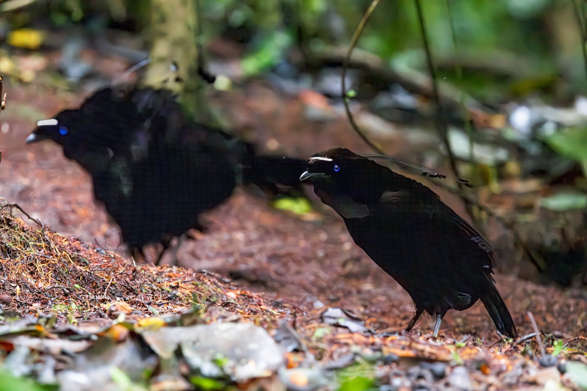 Western Parotia - ML623039216