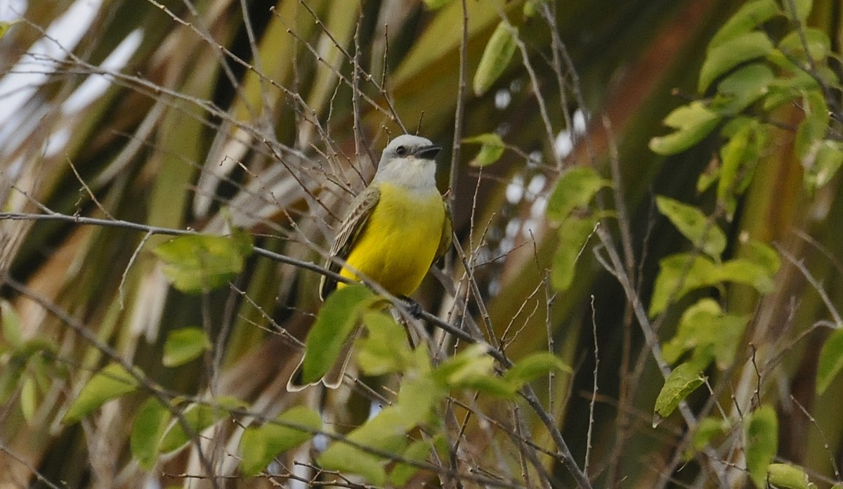 Couch's Kingbird - ML623039223