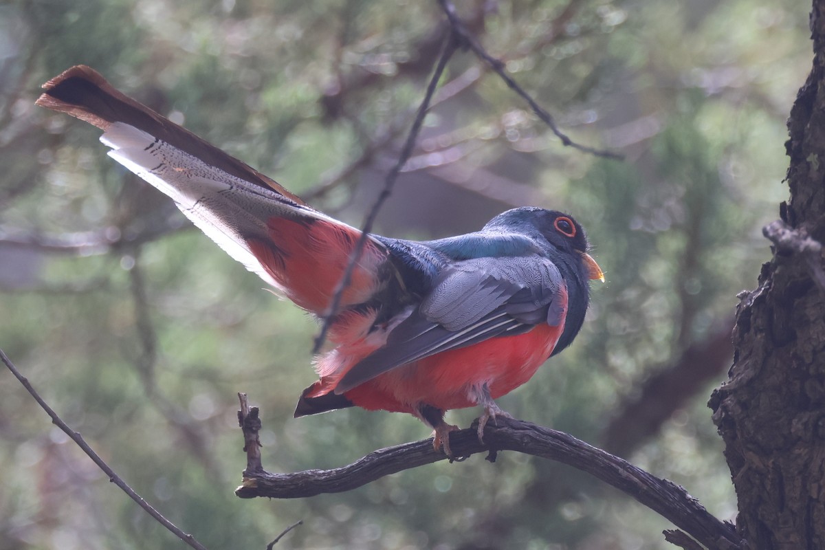 Elegant Trogon (Coppery-tailed) - ML623039282