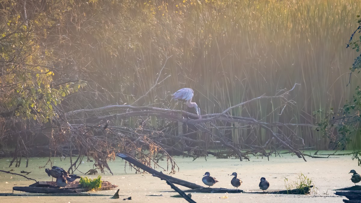 Great Blue Heron - ML623039287