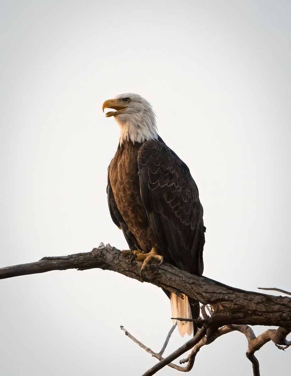 Bald Eagle - ML623039302