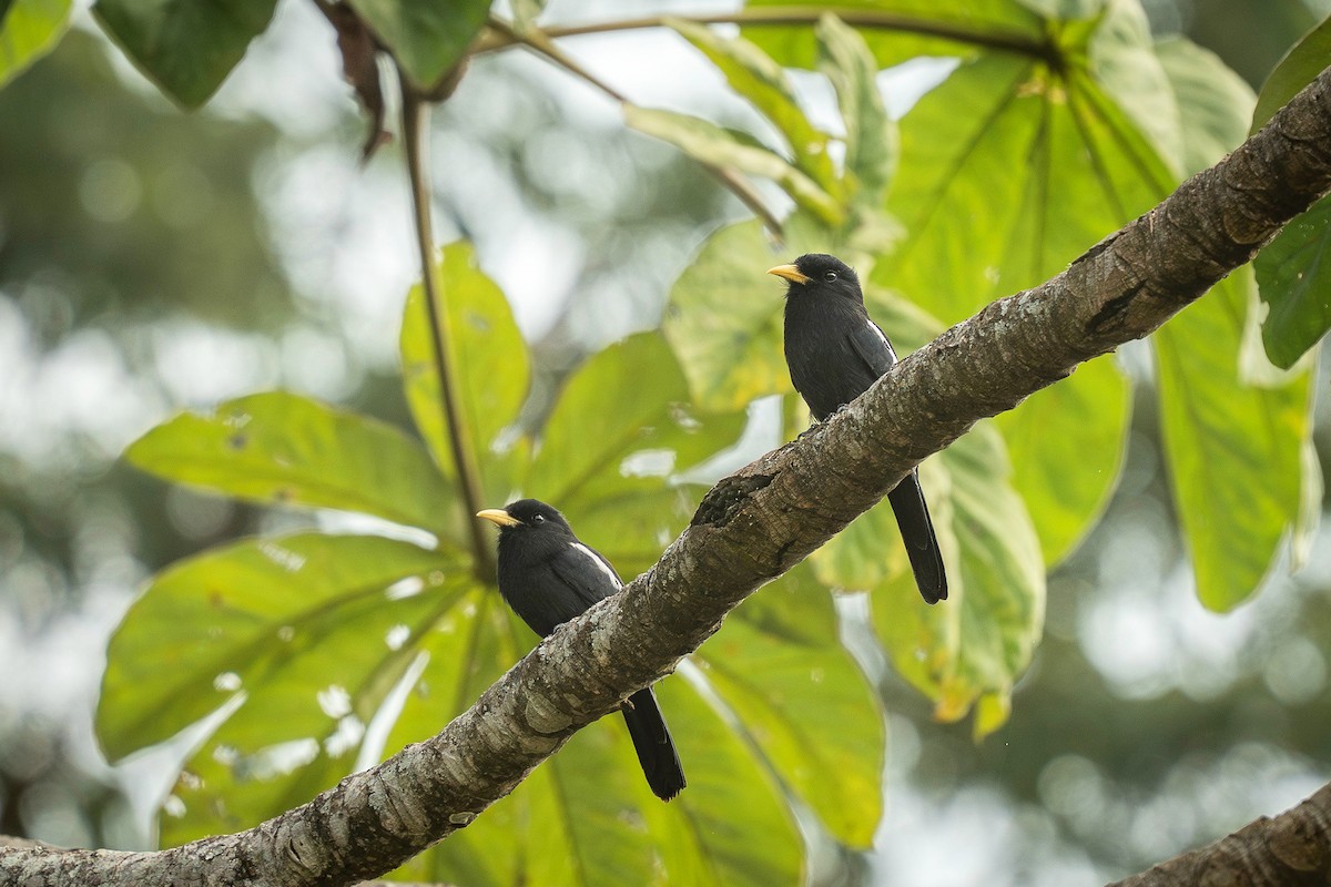 Yellow-billed Nunbird - ML623039327