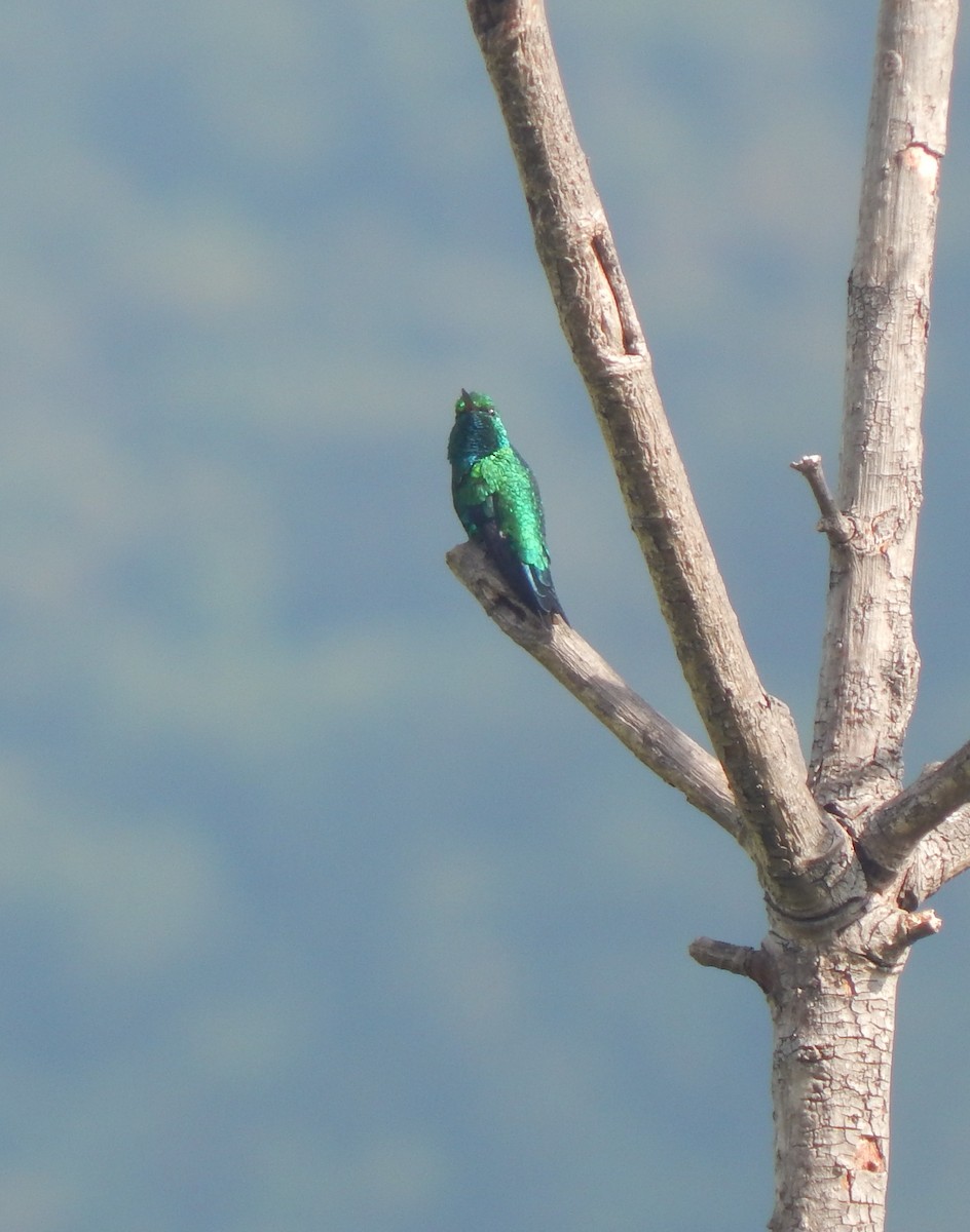 Red-billed Emerald - Luis Garcia