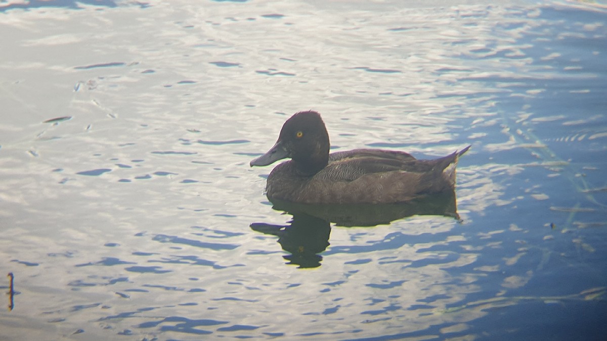 Lesser Scaup - ML623039351