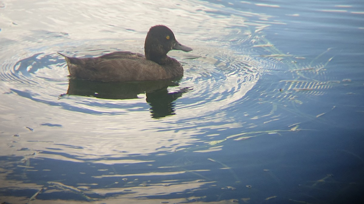 Lesser Scaup - ML623039353