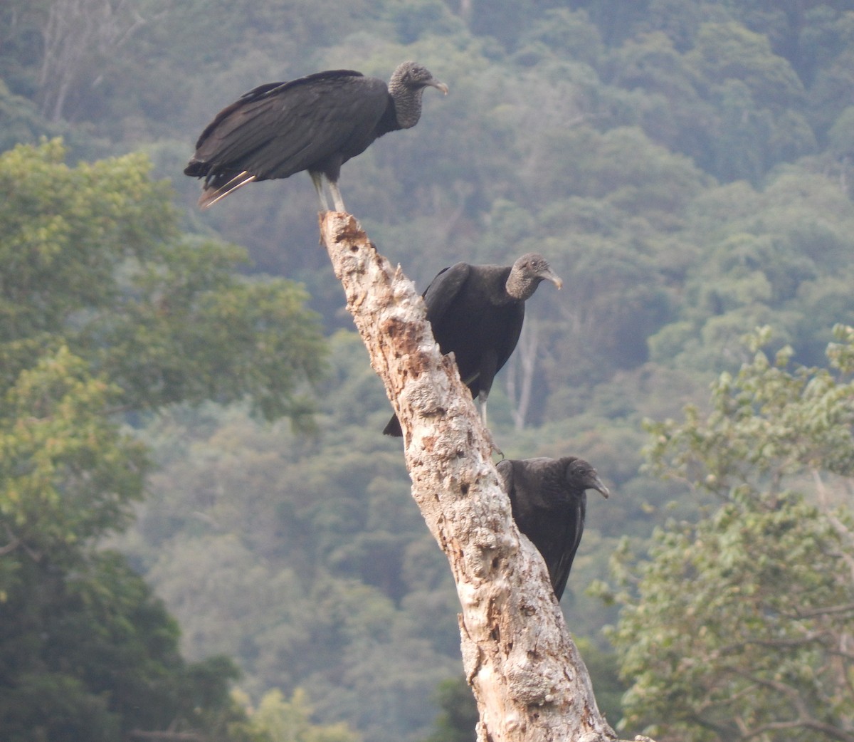 Black Vulture - ML623039354