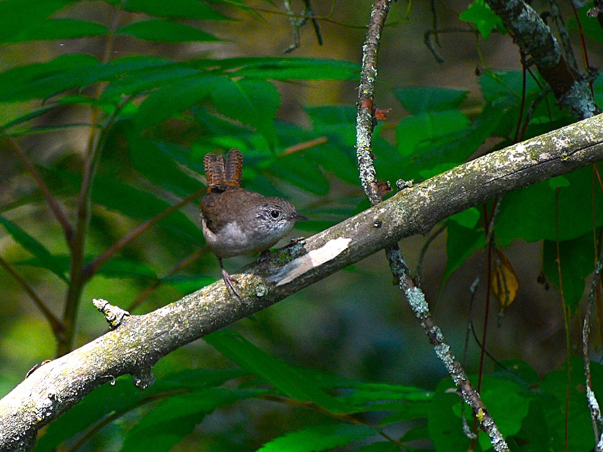 House Wren - ML623039385