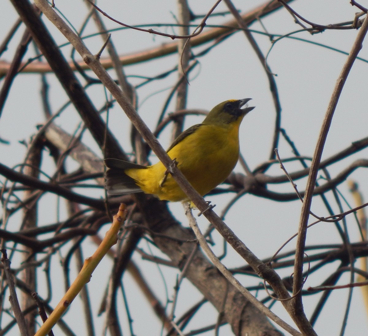 Thick-billed Euphonia - ML623039429