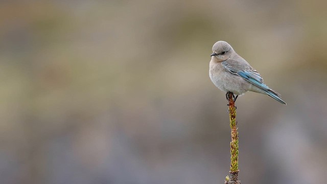 Mountain Bluebird - ML623039430