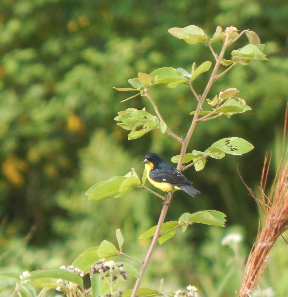 Lesser Goldfinch - ML623039440