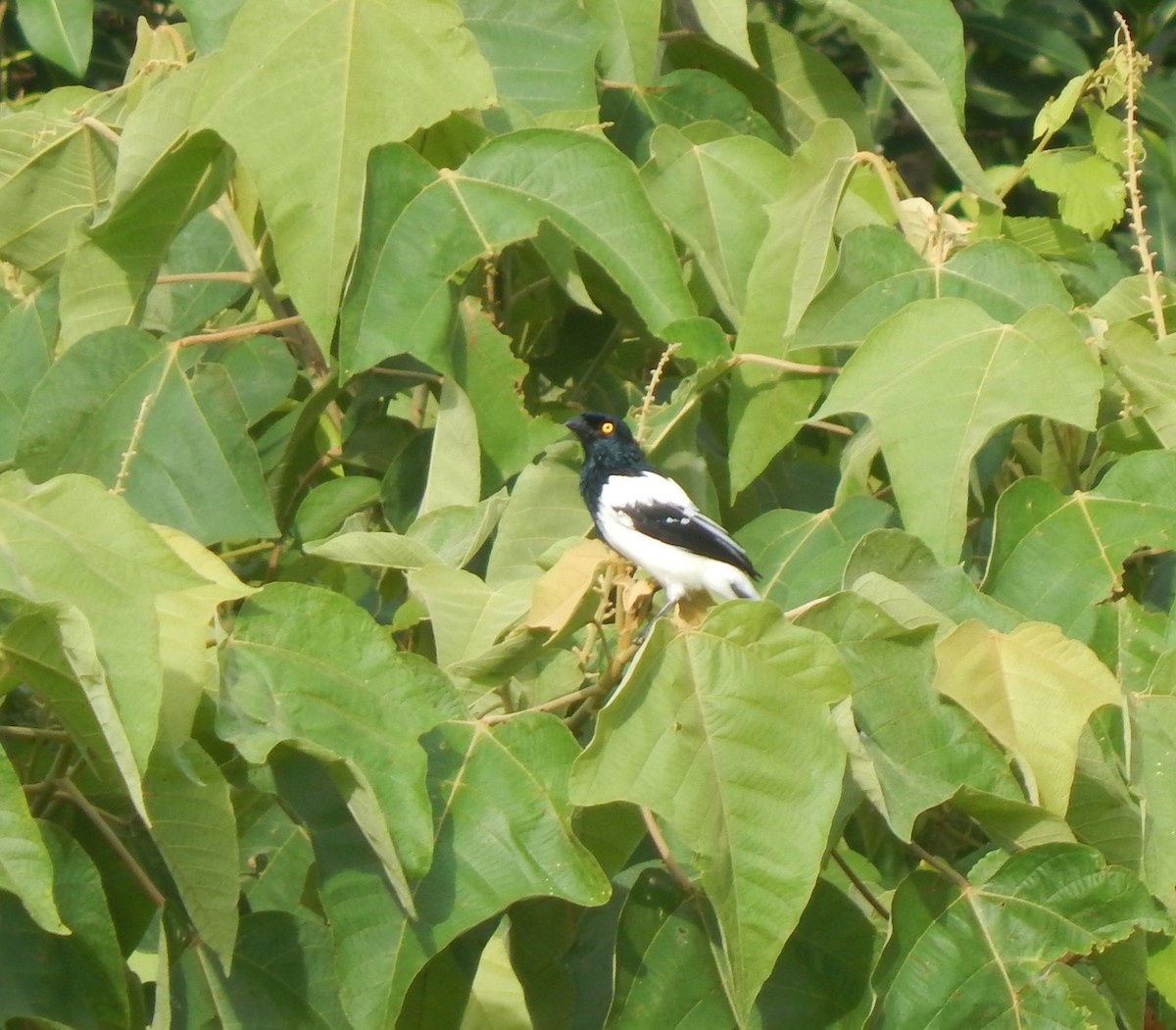 Magpie Tanager - ML623039466