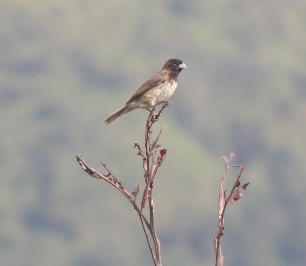 Yellow-bellied Seedeater - ML623039482