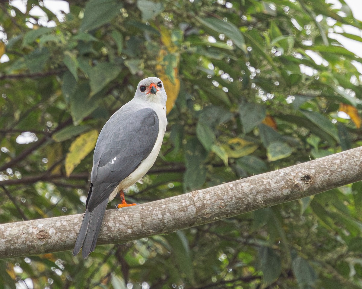 Gray-headed Goshawk - ML623039488