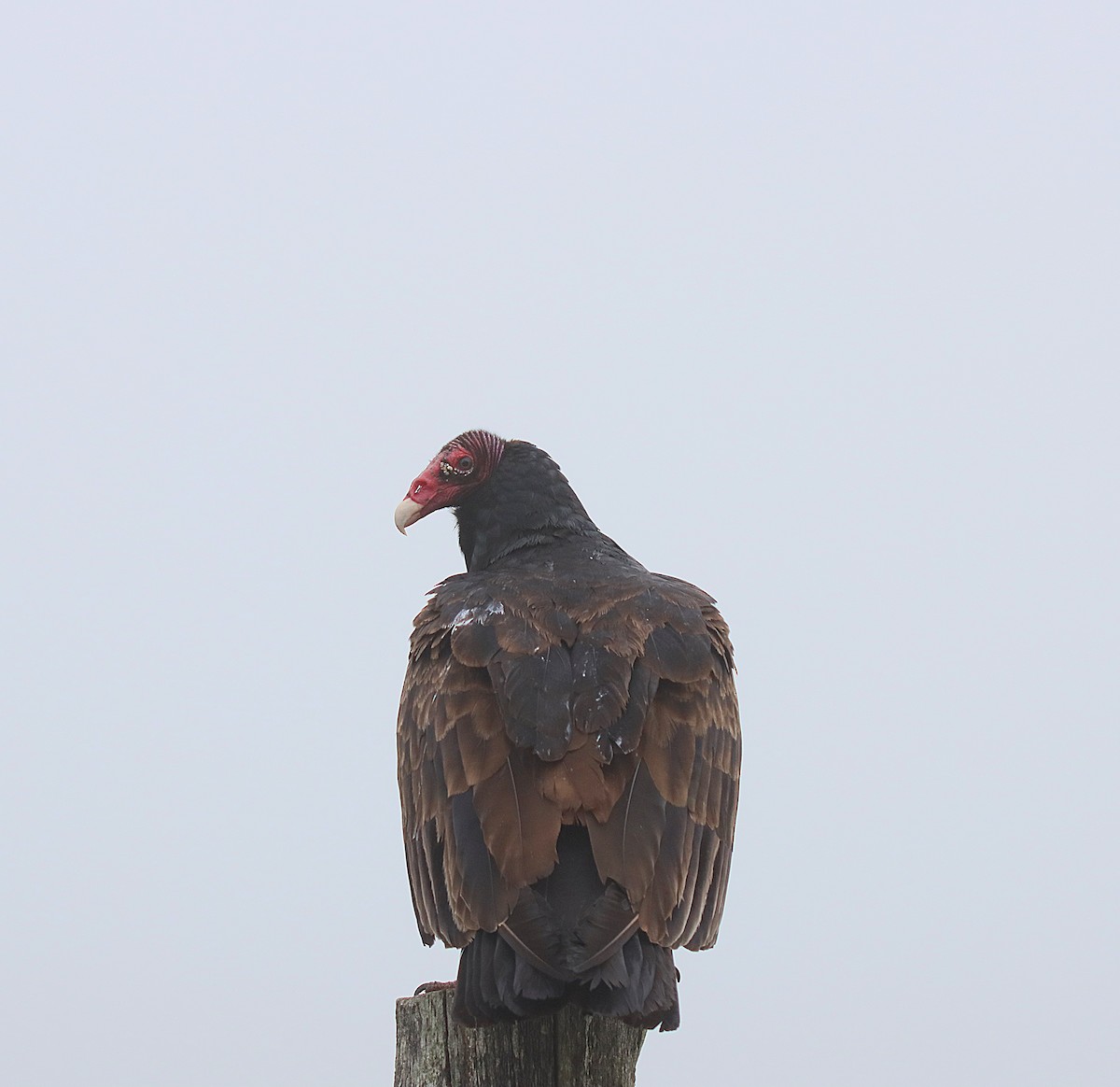 Turkey Vulture - ML623039496