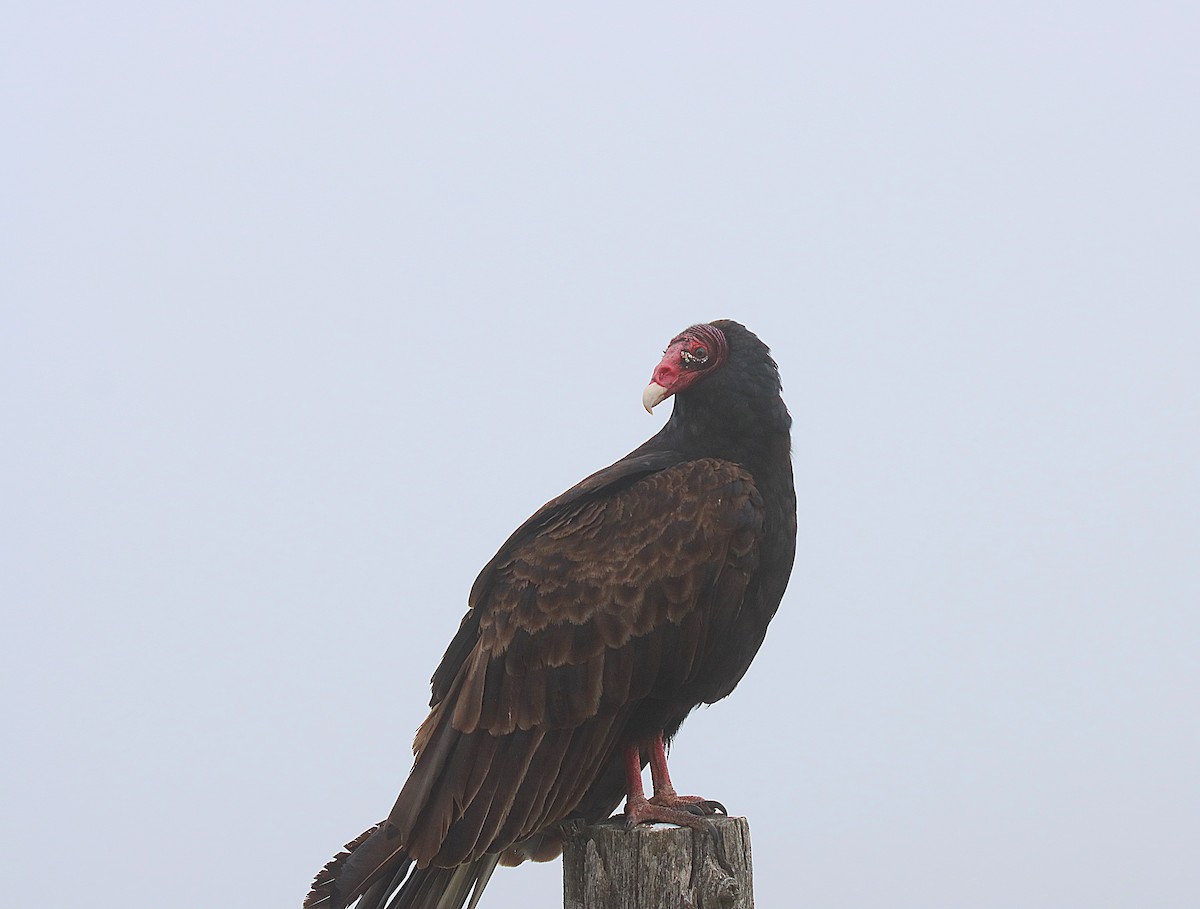 Turkey Vulture - ML623039498