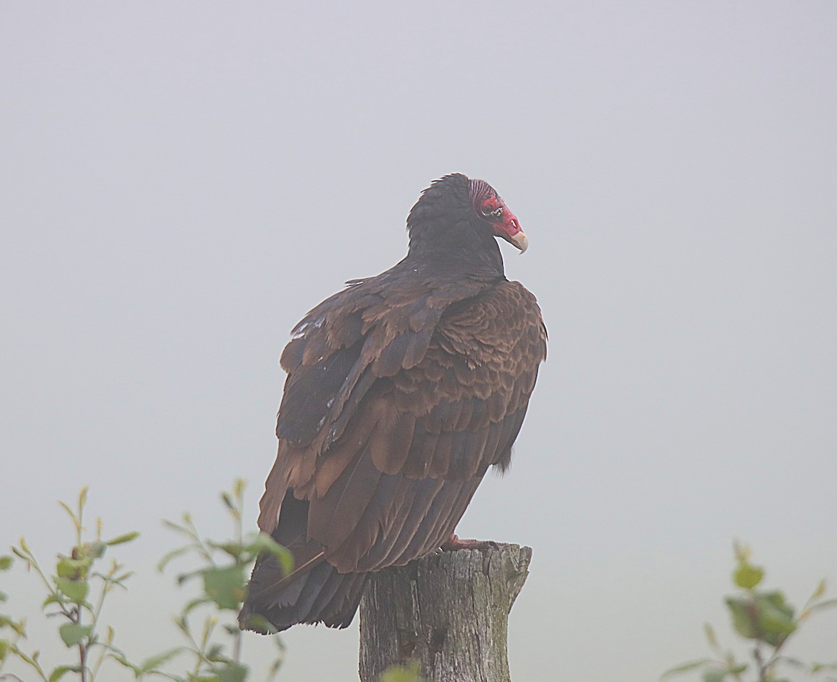 Turkey Vulture - ML623039499