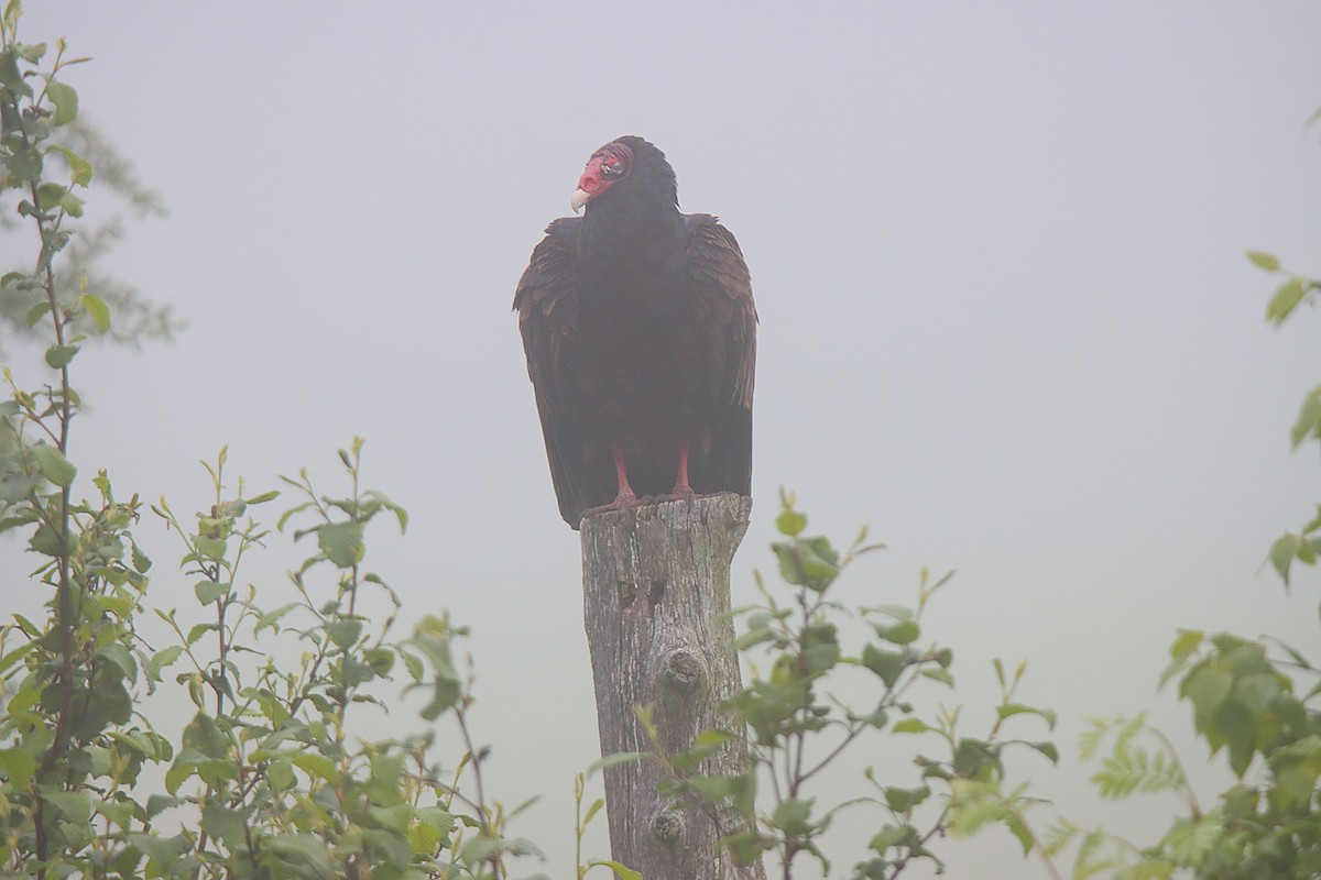 Turkey Vulture - ML623039501