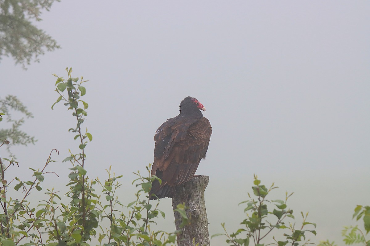 Turkey Vulture - ML623039502