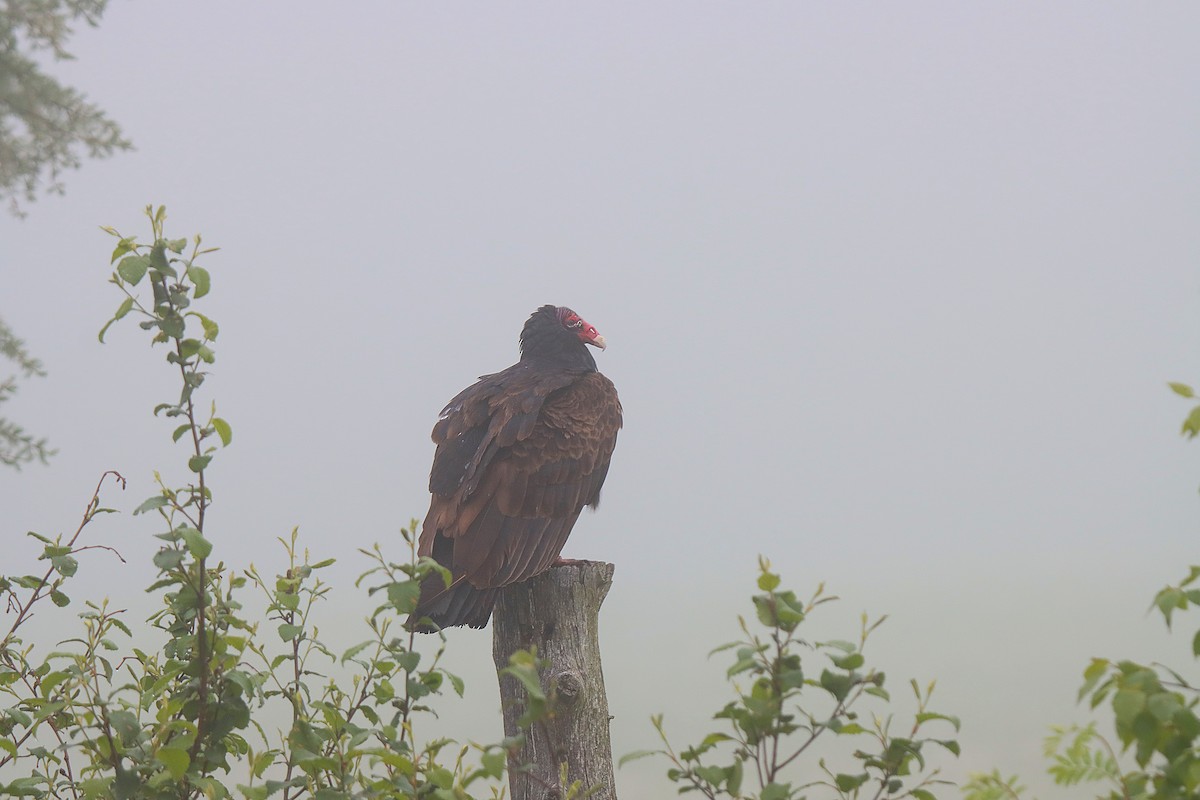 Turkey Vulture - ML623039503