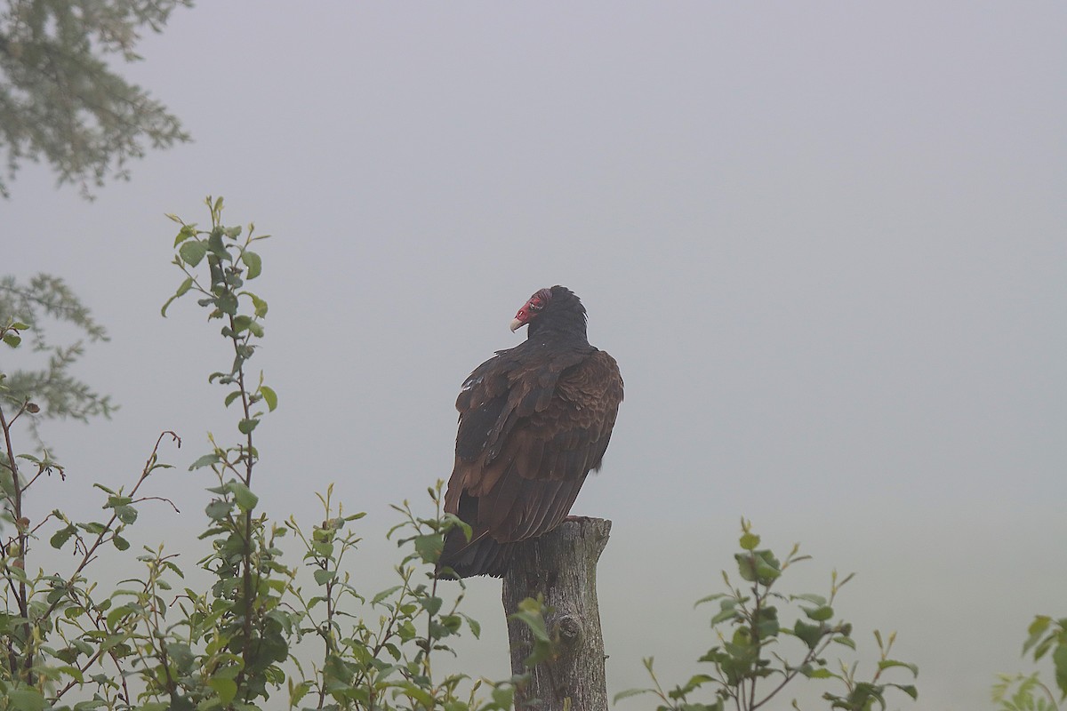 Turkey Vulture - ML623039505