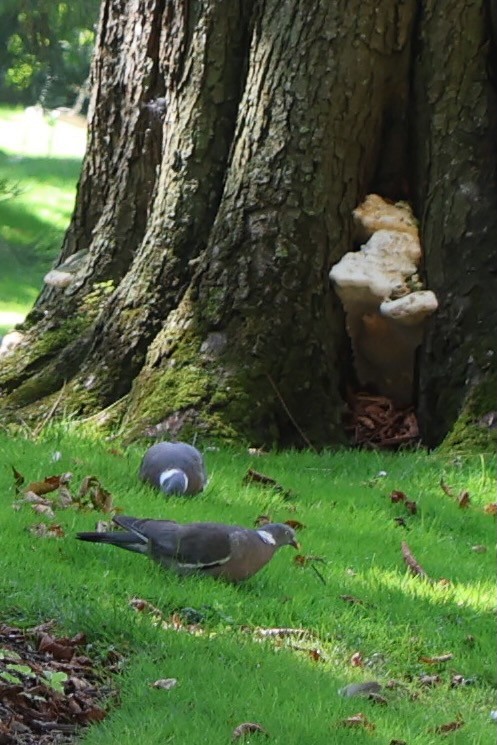 Common Wood-Pigeon - ML623039506