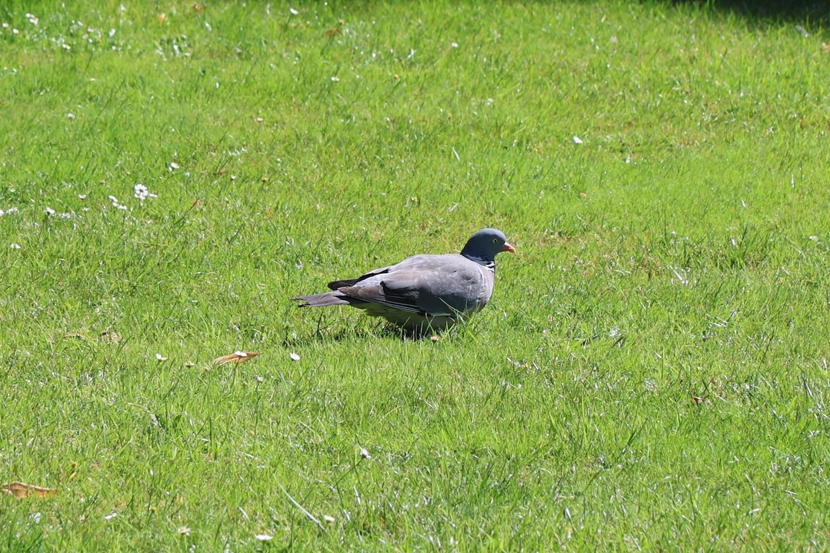 Common Wood-Pigeon - ML623039507