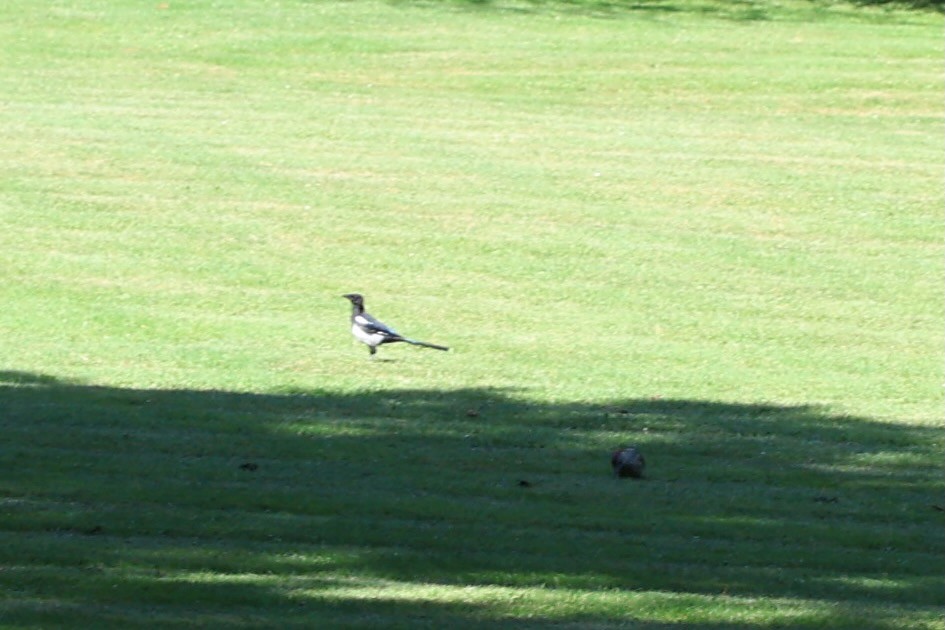 Eurasian Magpie - ML623039529