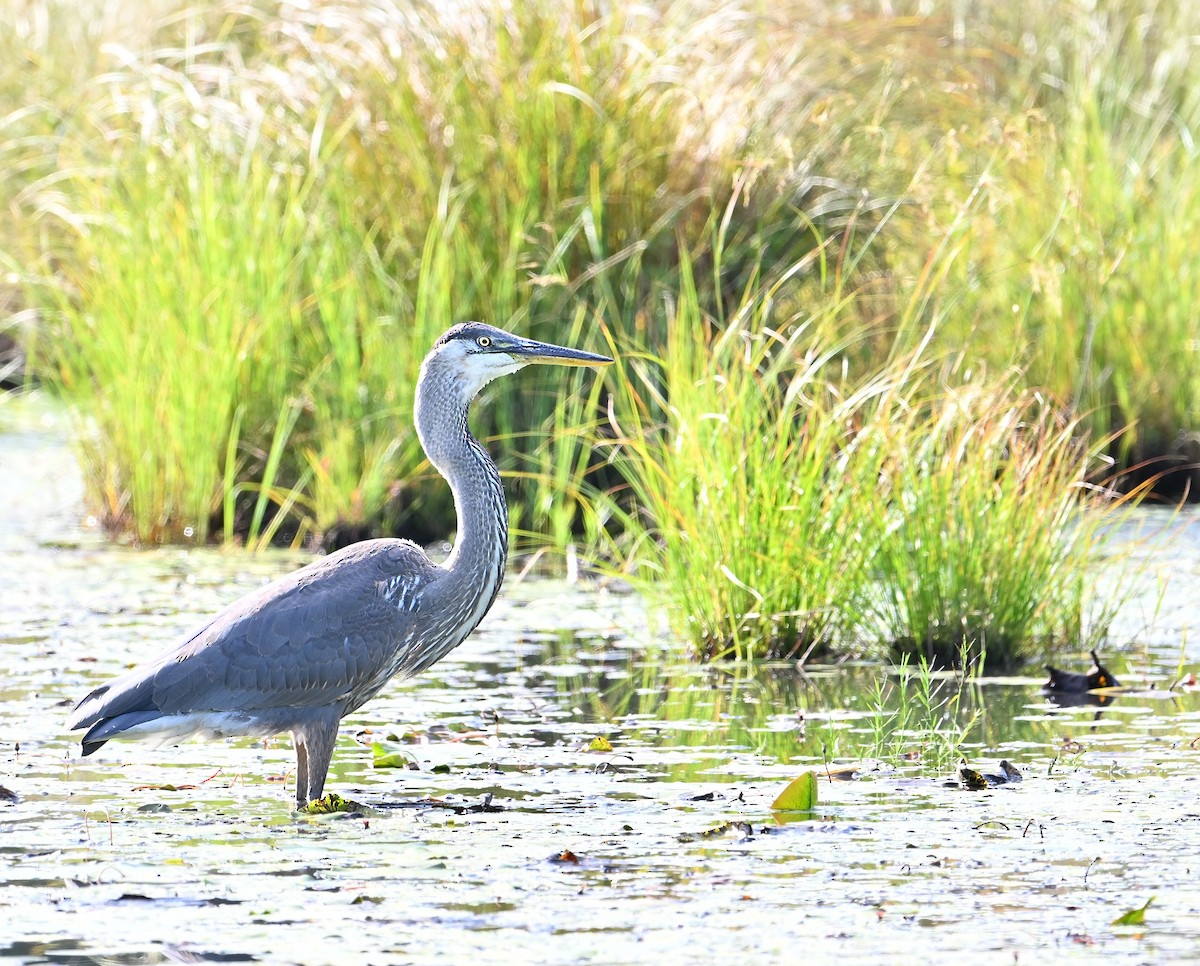 Great Blue Heron - ML623039535