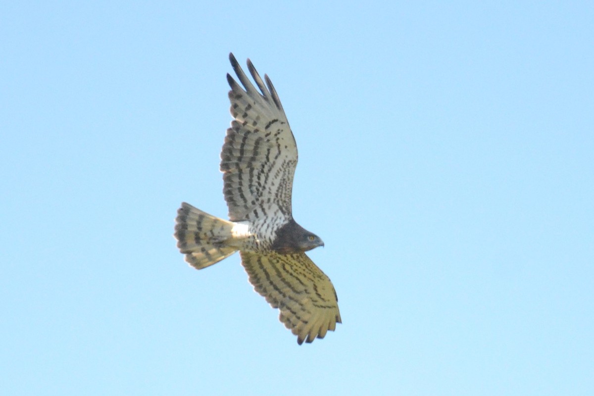 Short-toed Snake-Eagle - ML623039543