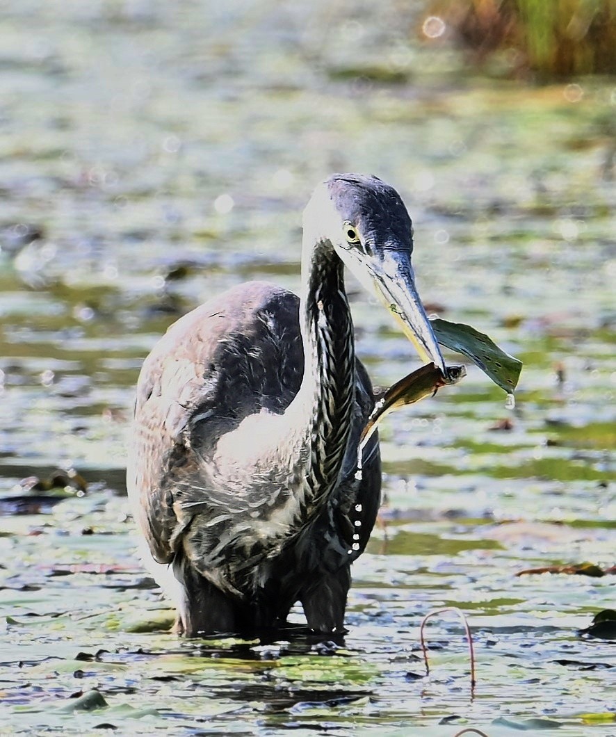 Great Blue Heron - ML623039557