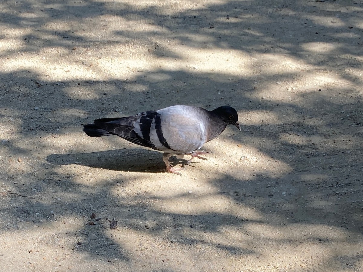 Rock Pigeon (Feral Pigeon) - Cole Wolf