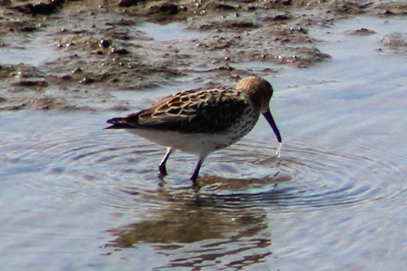 Dunlin - ML623039569