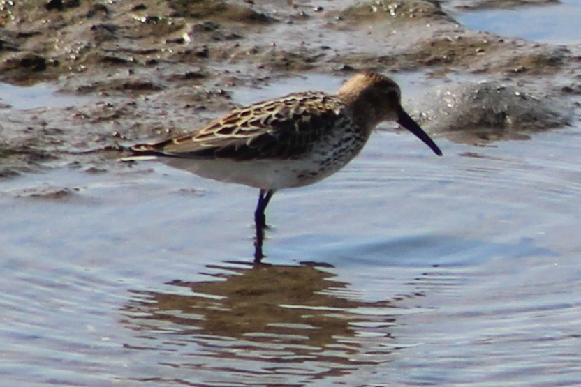 Dunlin - ML623039570